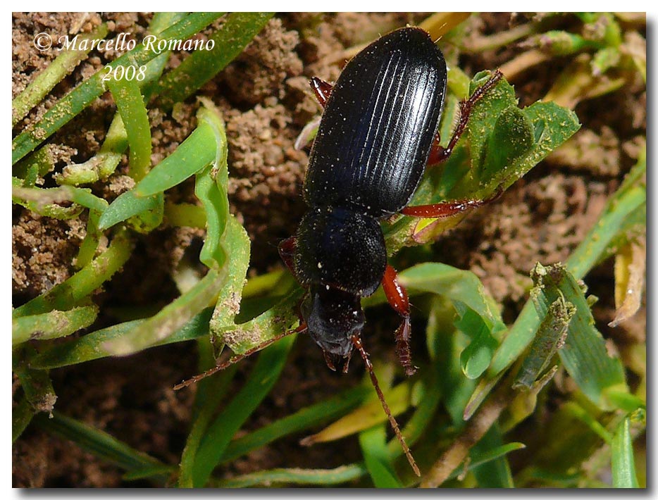 Ophonus cfr. ardosiacus (Carabidae) da Piana degli Albanesi